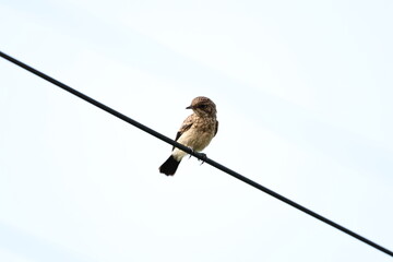 Pied Bushchat Juvenile
