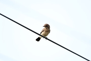 Pied Bushchat Juvenile
