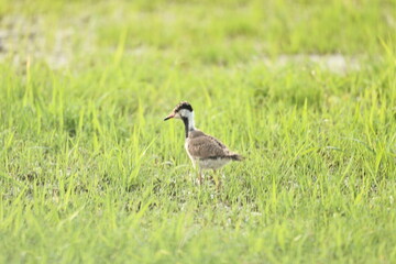 Red Wattled Lapwing Juvenile