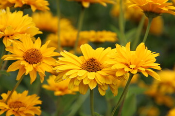 Garden In Bloom At The  Alberta Legislature, Edmonton, Alberta