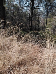 grass in the forest