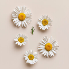 Obraz premium A flat lay of five daisy flowers with white petals and yellow centers and a sprig of rosemary on beige