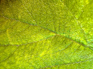 Tree leaf in macro photography. Poster, banner with a natural concept.Vertical photo.