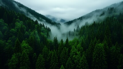Fototapeta premium Serene Misty Forest Landscape Surrounded by Lush Green Pine Trees Under Cloudy Sky