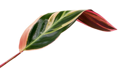 Stromanthe triostar leaf, Tropical foliage isolated on white background, with clipping path   © DEWINs