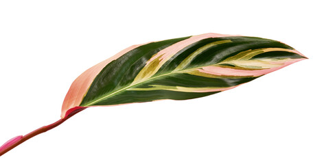 Stromanthe triostar leaf, Tropical foliage isolated on white background, with clipping path   © DEWINs