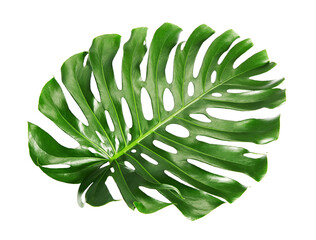 Monstera deliciosa leaf or Swiss cheese plant, isolated on white background, with clipping path © DEWINs
