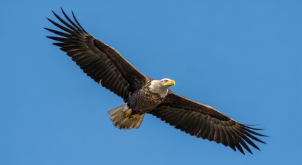 Fototapeta premium Bald Eagle Soaring Through Clear Blue Sky with Wings Spread
