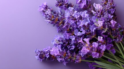 Purple Lavender Flowers in Flat Lay Arrangement, Beautiful Floral Background for Decorative Purposes