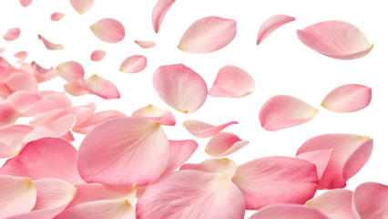 Pink petals falling isolated on transparent background