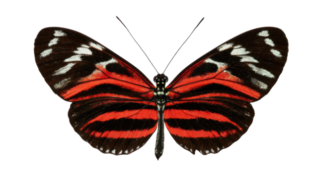 A vibrant butterfly showcasing striking red and black patterns, featuring intricate details on its wings.