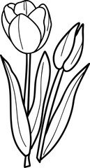 vector illustration of tulip