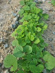 These are acorn sprouts growing in the field.