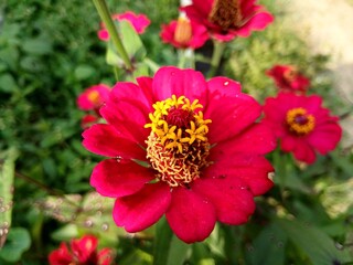 Nature’s artistry in a red Zinnia elegans with a golden floral heart.