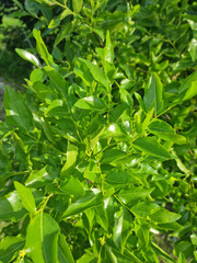 A close-up of a jujube tree leaf in summer.