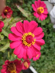 The beauty of Zinnia elegans captured in vivid red petals and golden blooms.