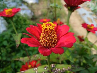 The flowers (zinnia elegant) are beautiful red