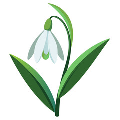 Obraz premium Delicate white snowdrop flower with green leaves and stem