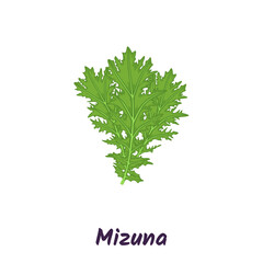 Mizuna lettuce green leaves. Japanese mustard greens vector illustration.