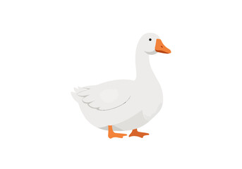 Fototapeta premium A charming white goose with an orange beak and webbed feet.
