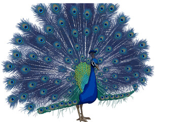 Majestic peacock illustration with vibrant blue and green plumage and a fully fanned tail display.