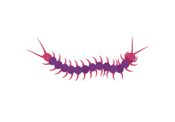 Purple and Pink Centipede Illustration, Arthropod with Many Legs, Detailed Body Segments
