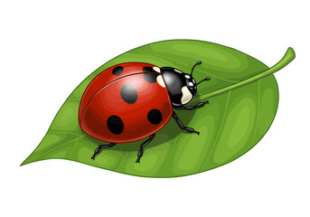 Fototapeta premium Shiny red ladybug with black spots crawling on a vibrant green leaf, detailed cartoon illustration.