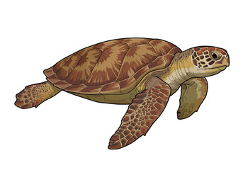 Stylized illustration of a swimming sea turtle with a detailed brown patterned shell and flippers. © Asep