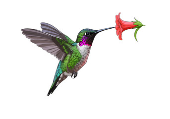 Vibrant Hummingbird in Flight, Feeding on a Flower