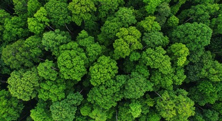 Fototapeta premium Lush canopy aerial perspective unveils a vibrant tapestry of verdant treetops revealing natures