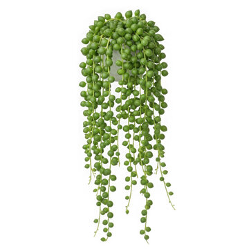 Senecio rowleyanus string of pearls plant isolated on transparent background
