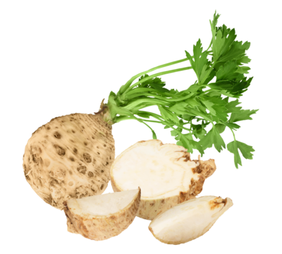 celeriac root vegetable isolated on transparent background.