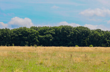 Obraz premium Behind an endless field of dry grass stands a wall of dense green forest. This image emphasizes the expanses of nature transforming under the summer sun.