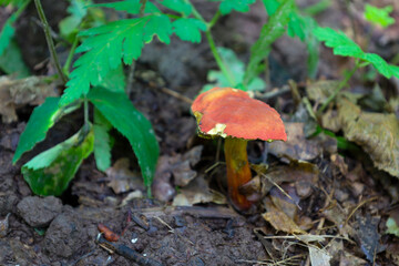 Among the forest soil, fallen leaves, and green grass, a bright orange mushroom grows. The image emphasizes the rich palette of nature's colors and its ability to create amazing visual contrasts.