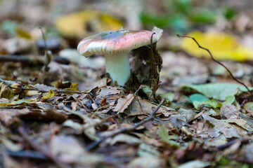 A fresh mushroom with a vibrant pinkish-white cap grows among dry fallen leaves and branches, as if it has just emerged from the ground. The photo conveys the beauty and delicacy of the forest flora, 