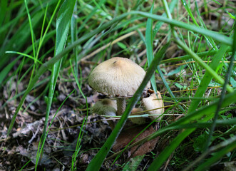 Small mushrooms hide in thick green grass and fallen leaves, creating a cozy forest scene. This composition demonstrates the detailed beauty of the natural environment and the diversity of forest life