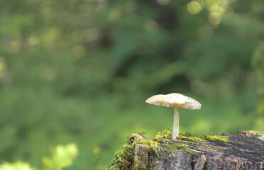 A small mushroom grows on an old stump covered with moss, creating a miniature forest composition. Soft natural lighting and a blurred green background emphasize the tenderness and beauty of this mome