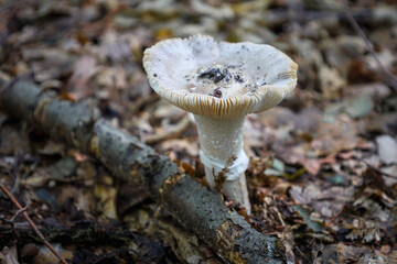 A close-up of a tall mushroom with a wide cap against a background of fallen leaves, branches, and other natural elements. The shot emphasizes the mushroom's texture and creates a sense of an autumn f