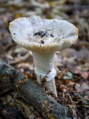 A tall mushroom with a wide, pale cap and a massive stem, growing on the forest floor among fallen leaves and branches. This close-up shot captures the details of the mushroom's texture and form, emph