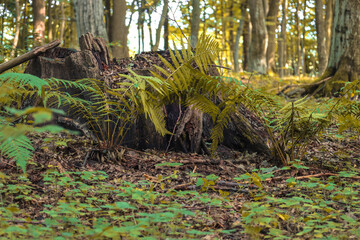 A close-up of an old stump with vibrant green ferns growing from it. The surrounding forest floor is covered with a layer of fallen leaves and small plants. The photo conveys the mysterious atmosphere