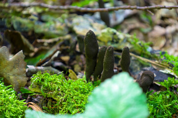 A close-up of rare 