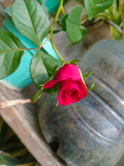 red rose in a pot