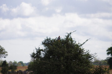 Daytime Safari Landscapes in the Serengeti