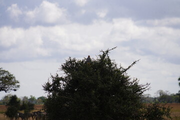 Daytime Safari Landscapes in the Serengeti