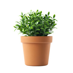 Obraz premium Lush Green Plant in Simple Terracotta Pot on Transparent Background