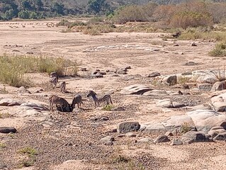 African wild animal in dry watering hole
