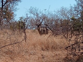 Wild buck in game reserve