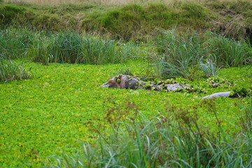 Daytime Safari Landscapes in the Serengeti