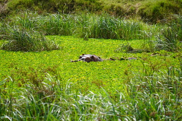 Daytime Safari Landscapes in the Serengeti