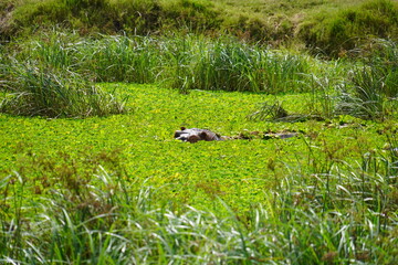 Daytime Safari Landscapes in the Serengeti
